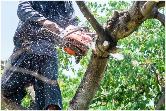 tree services Bentleyville